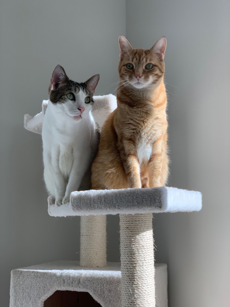 CATS Kirby Nielsen